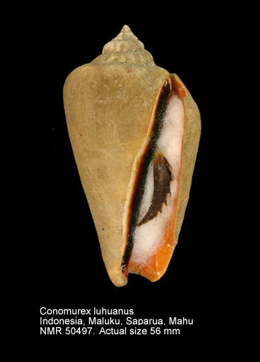 Conomurex luhuanus (12).jpg - Conomurex luhuanus (Linnaeus,1758)